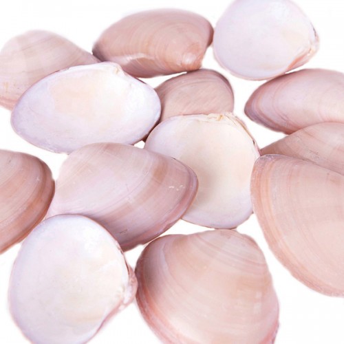 Chocolate Clams Kiloluk Deniz Kabuğu - 1 KG