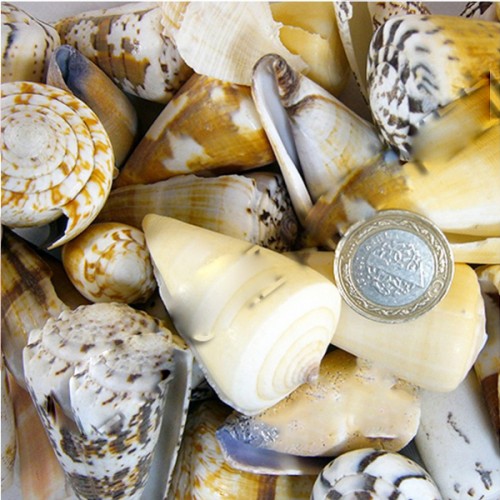 Conus Mıxed Kiloluk Deniz Kabuğu - 1 KG