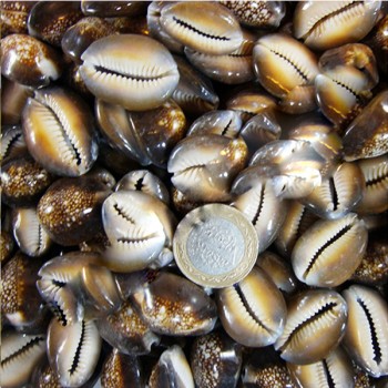 Cyprea Caputserpentis Kiloluk Deniz Kabuğu - 1 KG Cyprea Caputserpentis Kiloluk Deniz Kabuğu - 1 KG