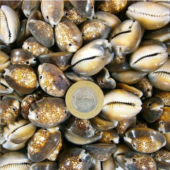 Cyprea Caputserpentıs Kiloluk Deniz Kabuğu - İki Delikli - 1 KG Cyprea Caputserpentıs Kiloluk Deniz Kabuğu - İki Delikli - 1 KG