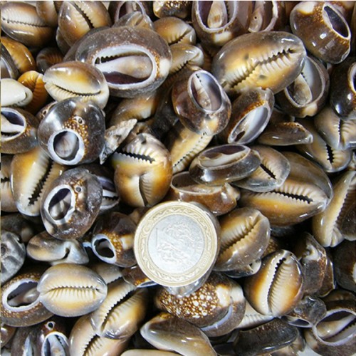 Cyprea Caputserpentis Kiloluk Deniz Kabuğu - Kesik - 1 KG