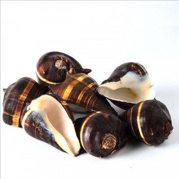 Fiber Conch Fiber Conch