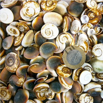 Kedi Gözü Kiloluk Deniz Kabuğu - 1 KG Kedi Gözü Kiloluk Deniz Kabuğu - 1 KG