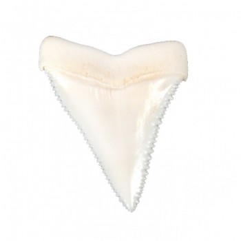 Köpekbalığı Dişi-Azı Köpekbalığı Dişi-Azı