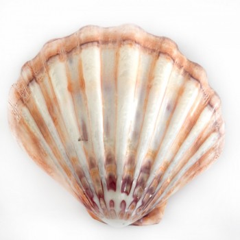 Lyropecten Polıshed 6 İNÇ Unpaır Turuncu Lyropecten Polıshed 6 İNÇ Unpaır Turuncu