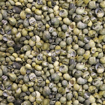 Mini Mongo Shell Kiloluk Deniz Kabuğu - 1 KG Mini Mongo Shell Kiloluk Deniz Kabuğu - 1 KG