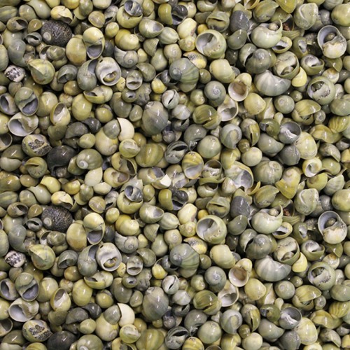 Mini Mongo Shell Kiloluk Deniz Kabuğu - 1 KG