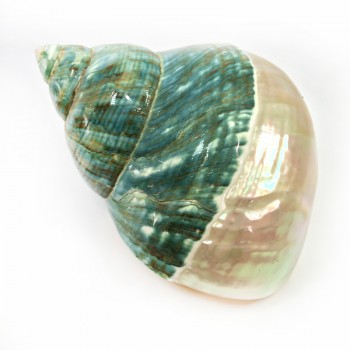 Turbo Burges Yarı Sedef - Polıshed Prlzd 3 İNÇ Turbo Burges Yarı Sedef - Polıshed Prlzd 3 İNÇ