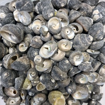 Moonshell Umbinium Kiloluk Deniz Kabuğu - 1 KG Moonshell Umbinium Kiloluk Deniz Kabuğu - 1 KG