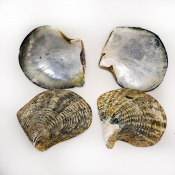 Naturel Blacklip Trim Kiloluk Deniz Kabuğu - 1 KG Naturel Blacklip Trim Kiloluk Deniz Kabuğu - 1 KG