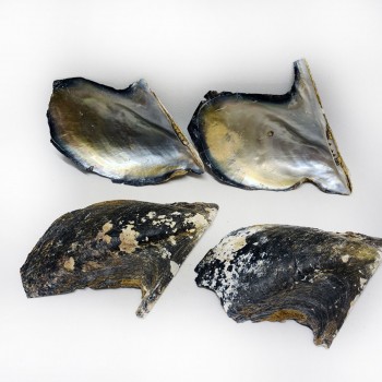 Naturel Brownlip Trim Kiloluk Deniz Kabuğu - 1 KG Naturel Brownlip Trim Kiloluk Deniz Kabuğu - 1 KG