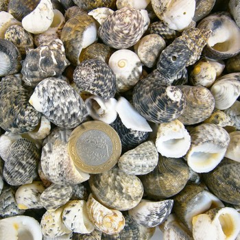 Sea Nerita Kiloluk Deniz Kabuğu - 1 KG Sea Nerita Kiloluk Deniz Kabuğu - 1 KG