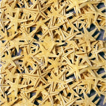 Naturel Deniz Yıldızı Minik Boy 1.5 Cm -3 Cm - 100 Adet Natural Naturel Deniz Yıldızı Minik Boy 1.5 Cm -3 Cm - 100 Adet Natural
