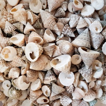 Astrea Undosa Naturel Mini Kiloluk Deniz Kabuğu - 1 KG