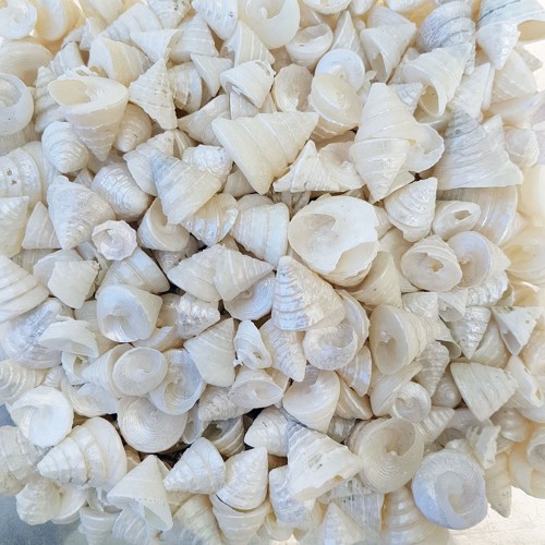 Astrea Undosa Naturel Minik Boy Kiloluk Deniz Kabuğu - 1 KG