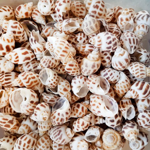 Babylonia Areolata Kiloluk Deniz Kabuğu - 1 KG