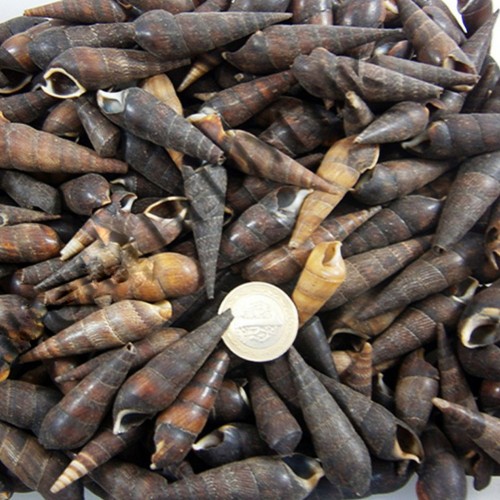 Black Terebra Kiloluk Deniz Kabuğu - 1 KG
