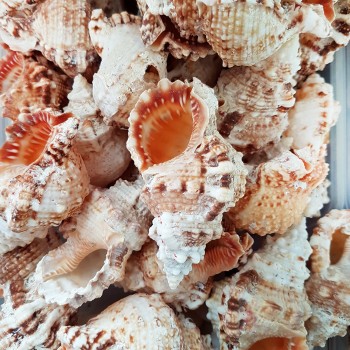 Bursa Rubeta Kiloluk Deniz Kabuğu - 1 KG Bursa Rubeta Kiloluk Deniz Kabuğu - 1 KG