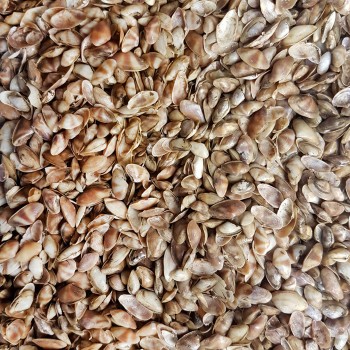 Cay-Cay Mini - Brown Kiloluk Deniz Kabuğu - 1 KG Cay-Cay Mini - Brown Kiloluk Deniz Kabuğu - 1 KG