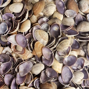 Cay-Cay Purple Kiloluk Deniz Kabuğu - 1 KG Cay-Cay Purple Kiloluk Deniz Kabuğu - 1 KG