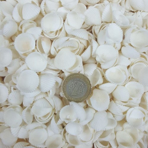 Clam Rose Cochles -Orta Kiloluk Deniz Kabuğu - 1 KG