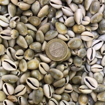 Cyprea Annulus Kiloluk Deniz Kabuğu - 1 KG