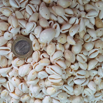 Cyprea Annulus Delikli Kavrulmuş Deniz Kabuğu 100 GR Cyprea Annulus Delikli Kavrulmuş Deniz Kabuğu 100 GR