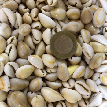 Cyprea Annulus -Kavrulmuş Kiloluk Deniz Kabuğu - 1 KG