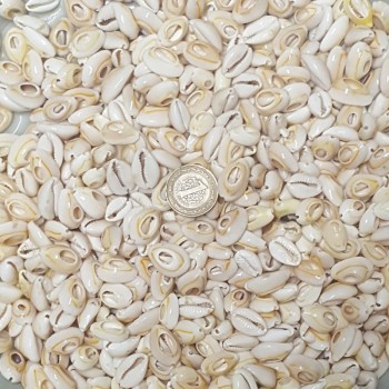 Cyprea Annulus Kesik Kavrulmuş Deniz Kabuğu 100 GR Cyprea Annulus Kesik Kavrulmuş Deniz Kabuğu 100 GR