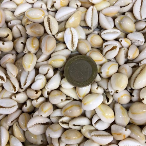 Cyprea Moneta Kiloluk Deniz Kabuğu - 1 KG