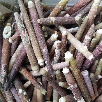 Kiloluk Deniz Kabuğu Kestane Dikeni - 1 KG Kiloluk Deniz Kabuğu Kestane Dikeni - 1 KG