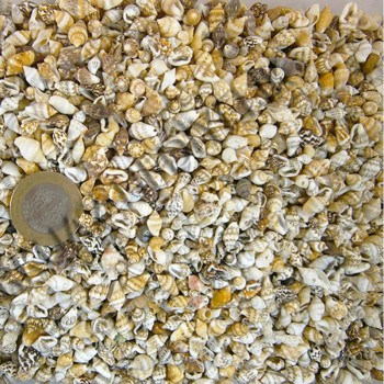 Nassa Shell Kiloluk Deniz Kabuğu - 1 KG Nassa Shell Kiloluk Deniz Kabuğu - 1 KG
