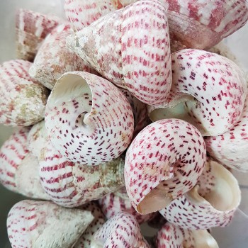 Troca Strawberry Kiloluk Deniz Kabuğu - 1 KG Troca Strawberry Kiloluk Deniz Kabuğu - 1 KG