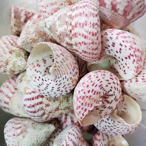 Troca Strawberry Kiloluk Deniz Kabuğu - 1 KG