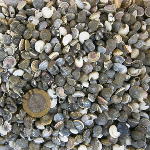 Umbinium Kiloluk Deniz Kabuğu - 1 KG