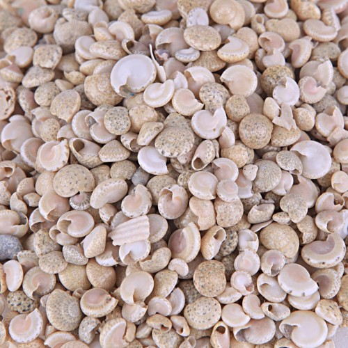 Umbinium Beyaz Kiloluk Deniz Kabuğu - 1 KG