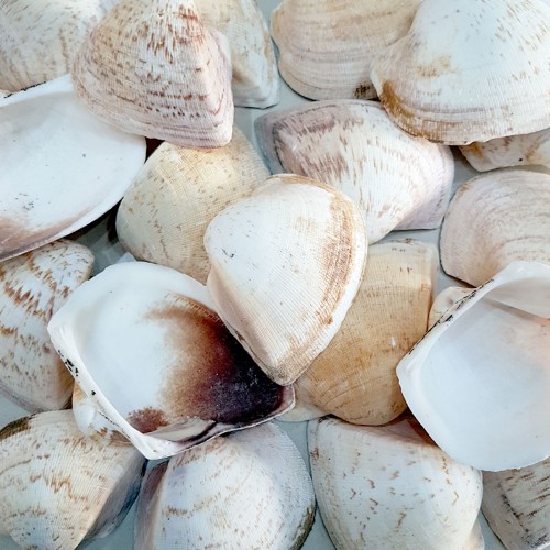 Giant Shells Brown Kiloluk Deniz Kabuğu - 1 KG