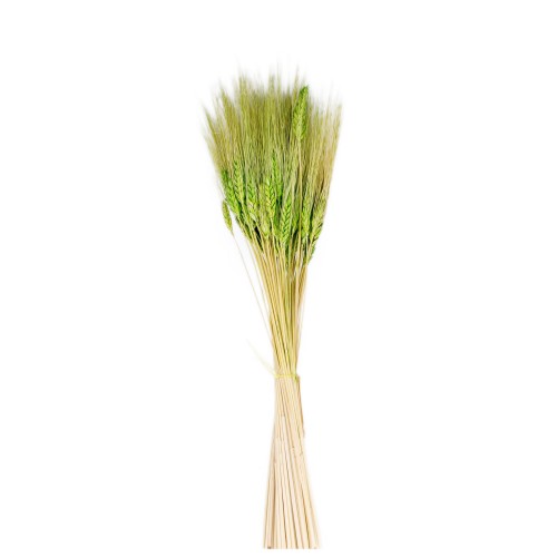 Kuru Çiçek Doğal Başak Buğday Başağı  45 Cm - 1 Demet  Yeşil
