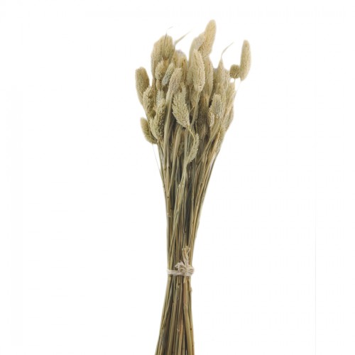 Kuru Çiçek Doğal Kurutulmuş Çiçek Model 1 42 Cm - 1 Demet