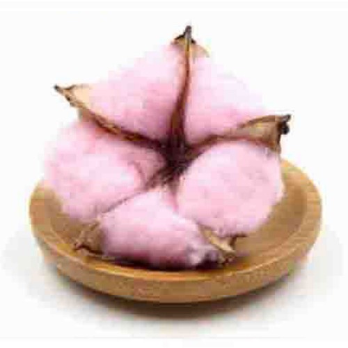 Kuru Çiçek Doğal Kurutulmuş Pamuk Kozası - 10 Adet Pembe Kuru Çiçek Doğal Kurutulmuş Pamuk Kozası - 10 Adet Pembe