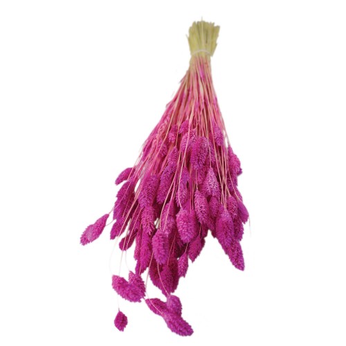 Kuru Çiçek Kuş Otu Şoklanmış Kurutulmuş 40 CM 120 GRAM  Fuşya