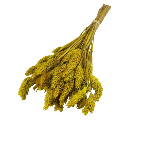 Kuru Çiçek Kuş Otu Şoklanmış Kurutulmuş 40 CM 120 GRAM  Sarı