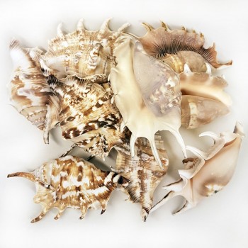 Lambis Lambis Kiloluk Deniz Kabuğu - 1 KG