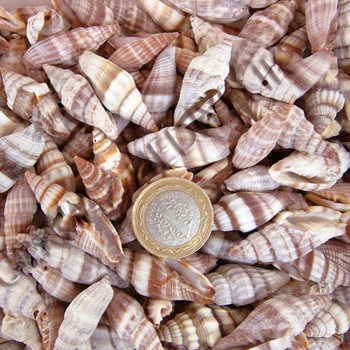 Mitra Sanguisuga Kiloluk Deniz Kabuğu - 1 KG Mitra Sanguisuga Kiloluk Deniz Kabuğu - 1 KG