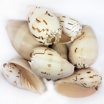 Melo Diadema Kiloluk Deniz Kabuğu - 1 KG