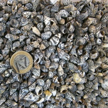 Nassa Derder Kiloluk Deniz Kabuğu - 1 KG Nassa Derder Kiloluk Deniz Kabuğu - 1 KG