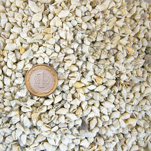 Nassa Shell Kavrulmuş Kiloluk Deniz Kabuğu - 1 KG