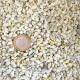 Nassa Shell Kavrulmuş Kiloluk Deniz Kabuğu - 1 KG
