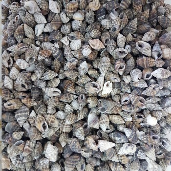 Nassa Vibex Kiloluk Deniz Kabuğu - 1 KG Nassa Vibex Kiloluk Deniz Kabuğu - 1 KG