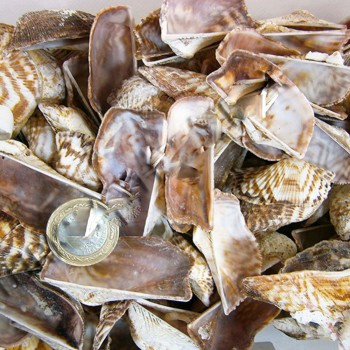 Orca Orca Kiloluk Deniz Kabuğu - 1 KG Orca Orca Kiloluk Deniz Kabuğu - 1 KG